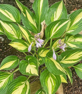 Hosta 'Lakeside Little Tuft' 